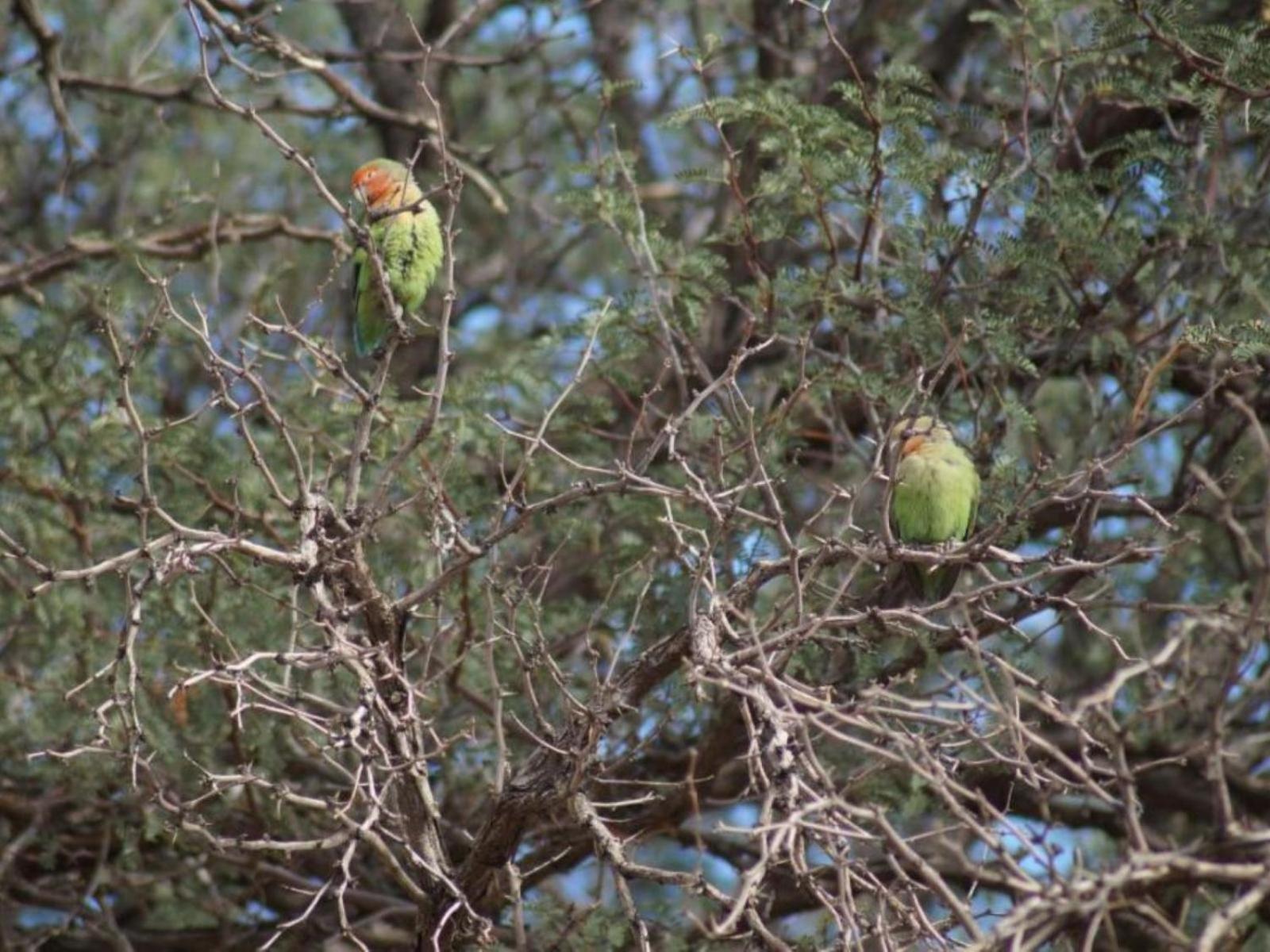Camp Gecko - Private Nature Reserve; Tented Camp And Campsite Solitaire Eksteriør bilde